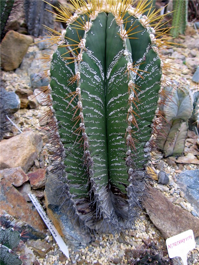 Astrophytum